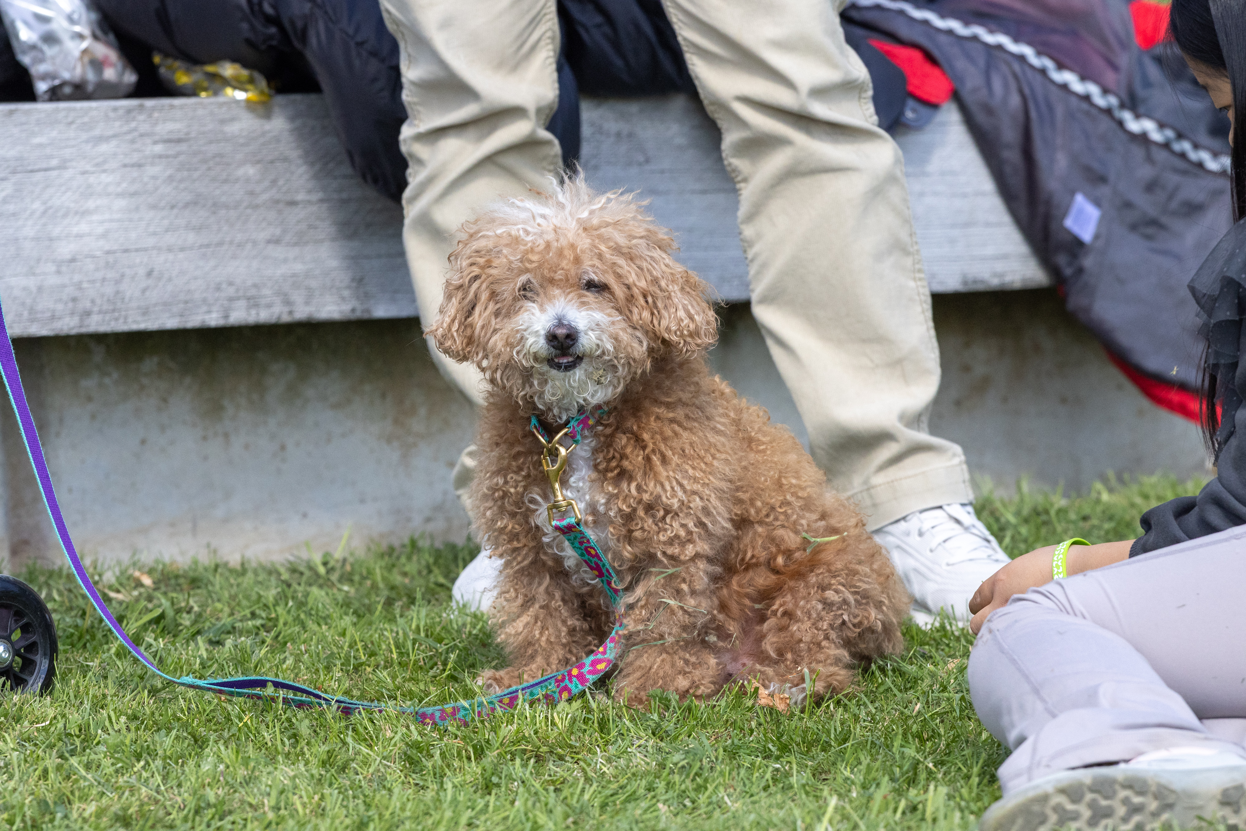 Dog sat on the grass.